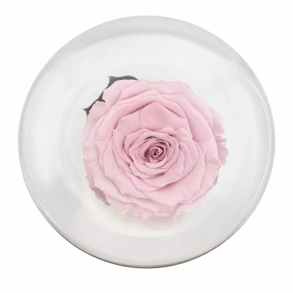 rózsaszín örökrózsa üvegben