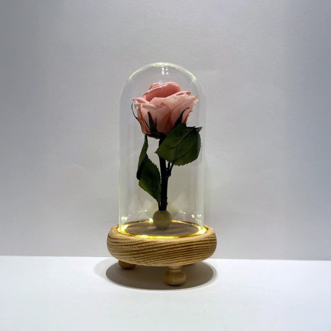 rózsaszín örökrózsa