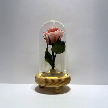 rózsaszín örökrózsa