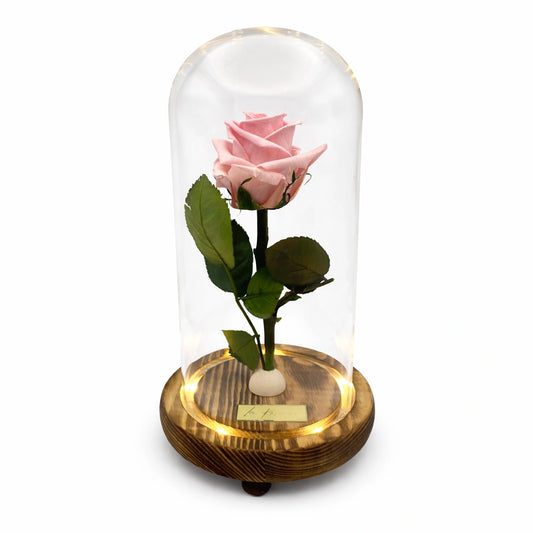 rózsaszín örökrózsa burában