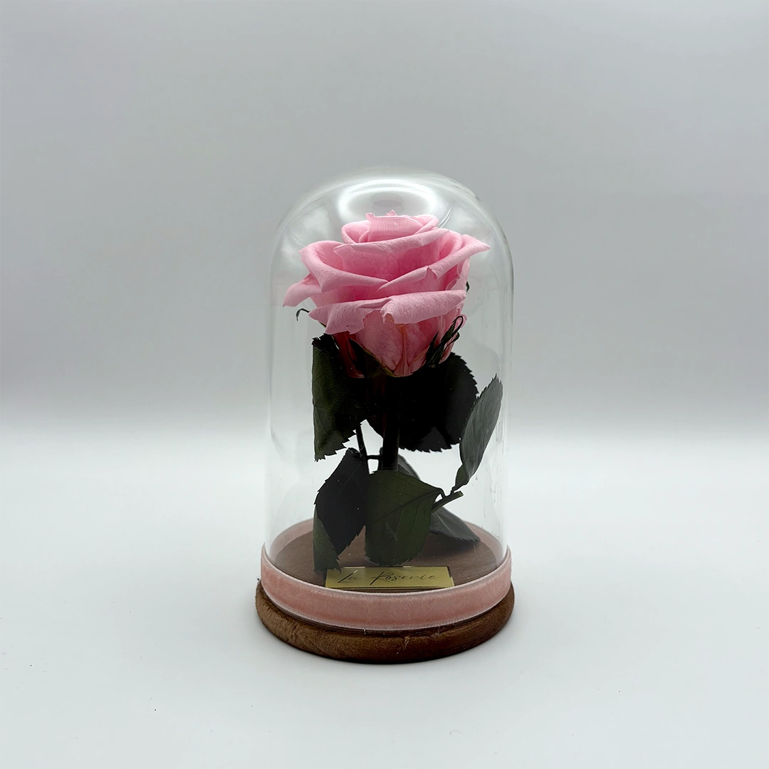 rózsaszín örökrózsa üvegbúrában