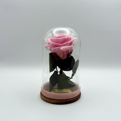 rózsaszín örökrózsa üvegbúrában