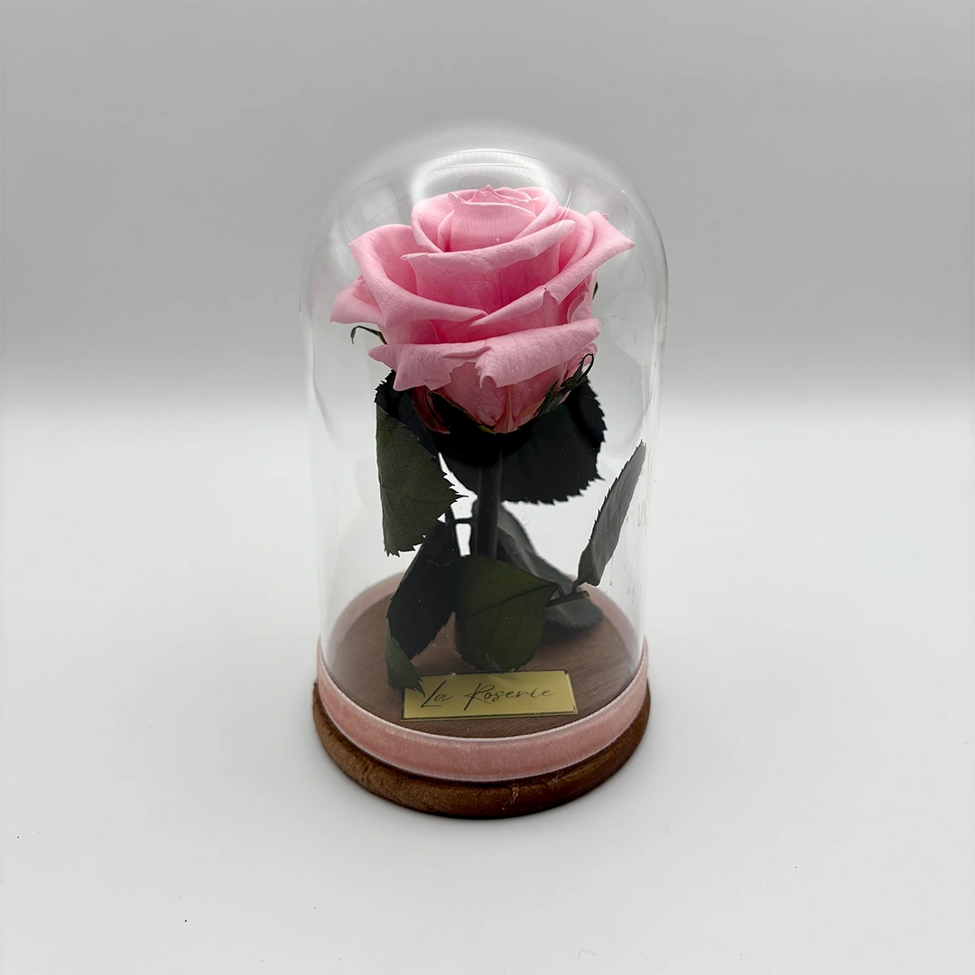 rózsaszín örökrózsa üvegbúrában