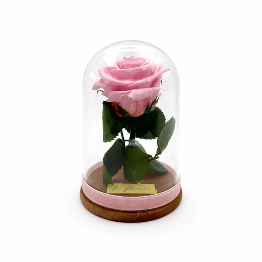 rózsaszín örökrózsa üvegbúrában