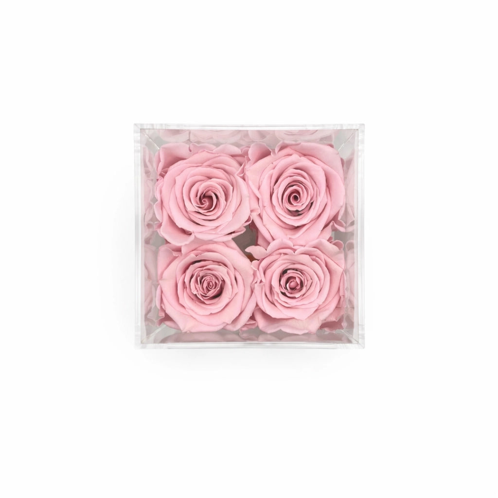 rózsaszín örökrózsák