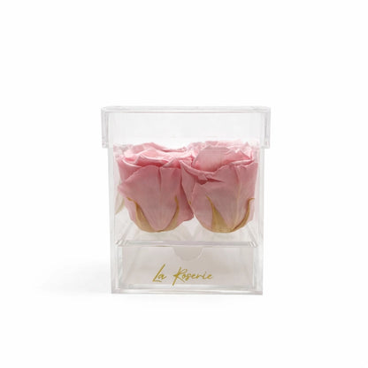 rózsaszín örökrózsák