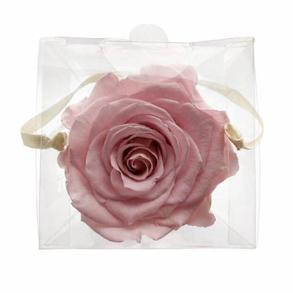 rózsaszín szálas örökrózsa