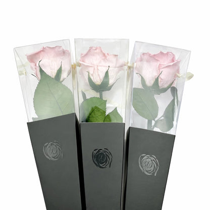 örök rózsa rózsaszín