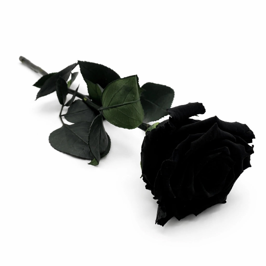 szálas fekete örökrózsa