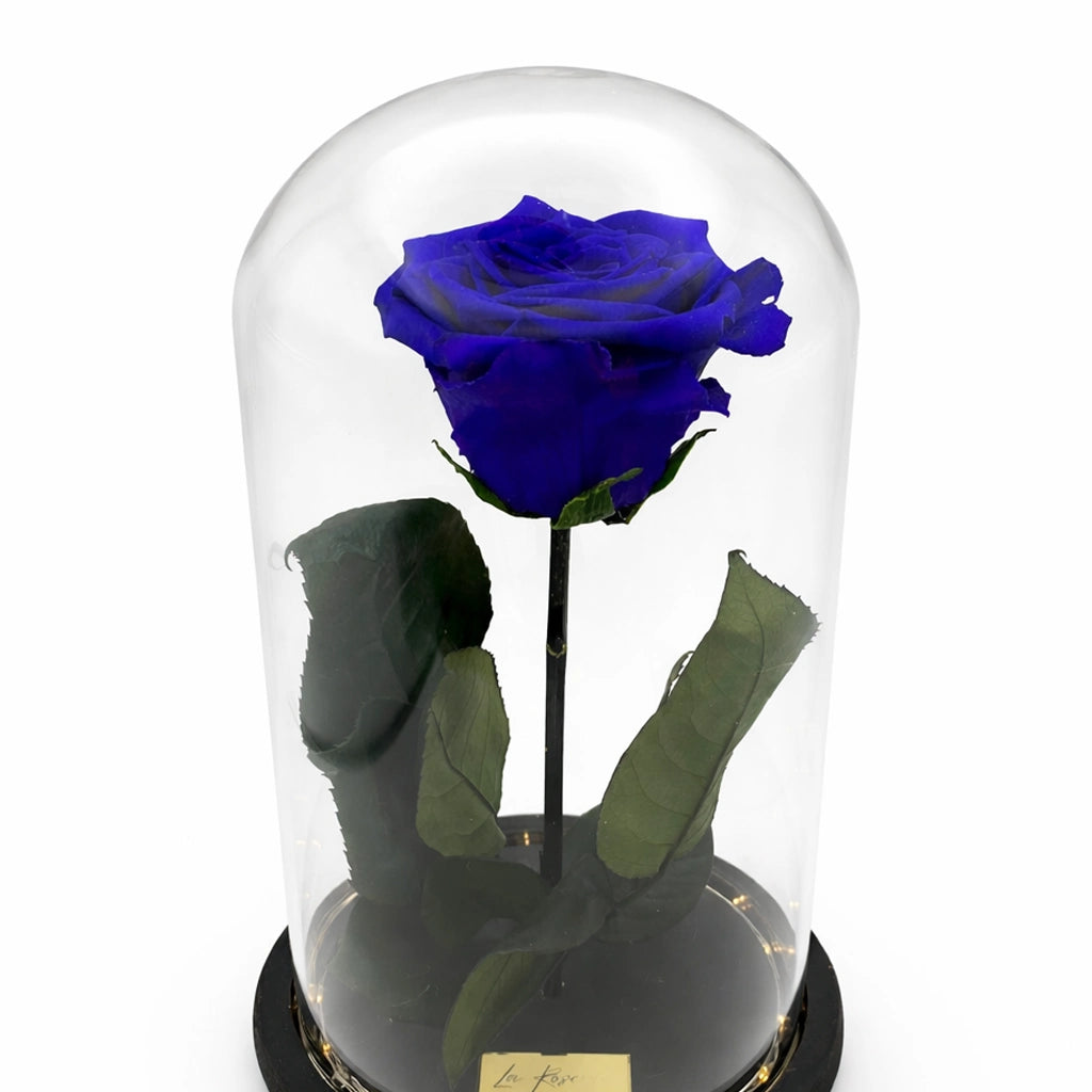 szálas kék örökrózsa