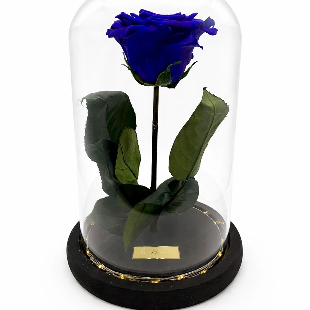 kék nagyfejű örökrózsa üvegbúrában