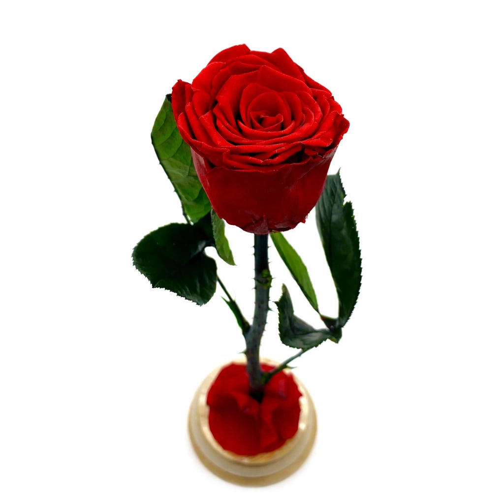 örökrózsa üvegbúrában