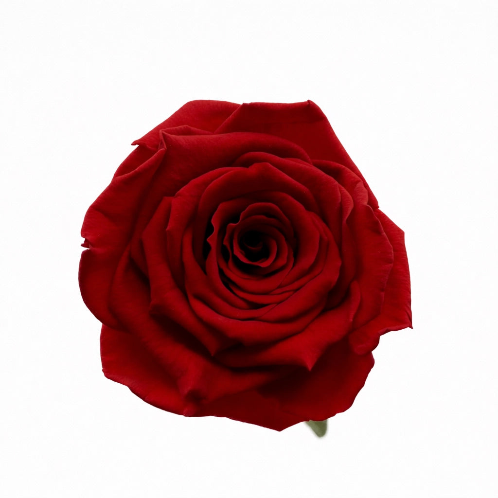 vörös örök rózsa