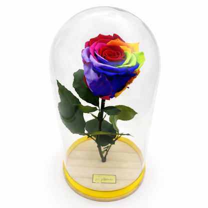 szivárvány örökrózsa