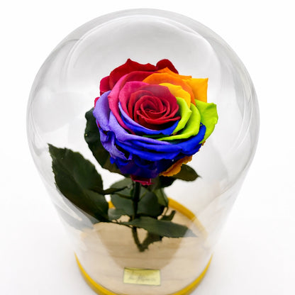 szivárvány örökrózsa üvegben